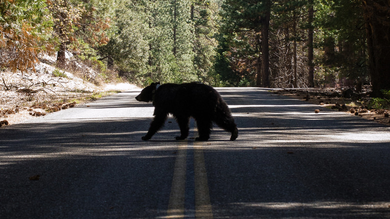 Silhouette of a black bear crossing the road at Kings Canyon National Park