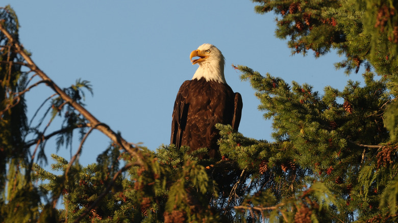 Bald eagle on a tree in Olympic National Park