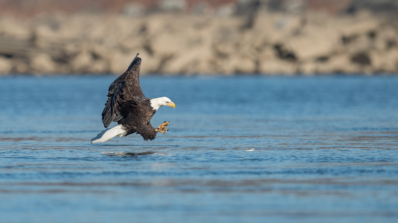 Bald eagle in Maine swooping toward the water with talons extended