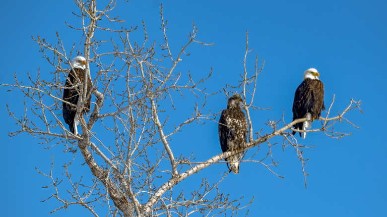 Bald eagle family roosting in a bare tree
