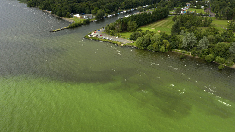 Aerial view of Lough Neagh and Antrim Lough Shore Park