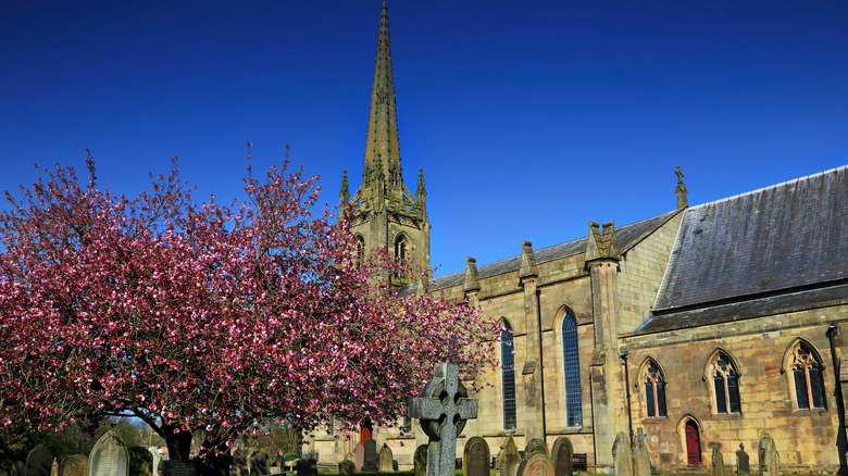 Cherry tree blossoming with spire and ancient church structure in background