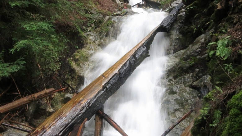 Massive tree in Ventana Wilderness waterfall