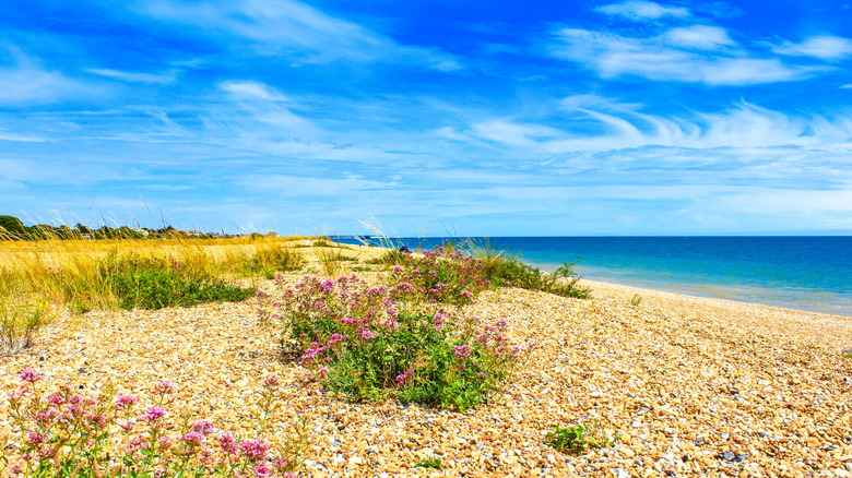 Tiny purple flowers on pebbly Walmer Beach on a sunny day in Walmer, Kent