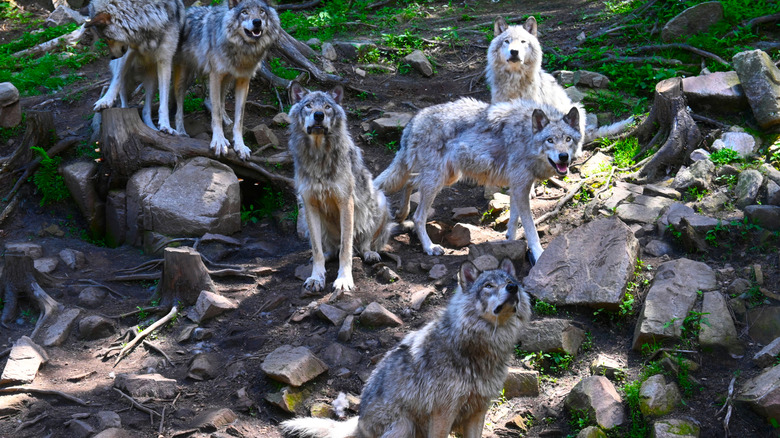 A pack of wolves waiting for feeding