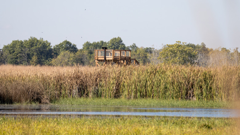 A wildlife observation tower rises above the grasses at the Battelle Darby Creek Metro Park in Ohio