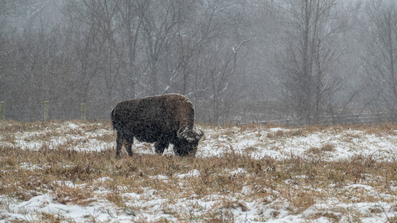 A bison stands in a snowy field at the  Battelle Darby Creek Metro Park in Ohio
