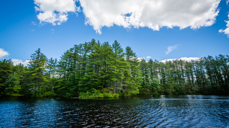 A Lake at Bear Brook State Park, New Hampshire