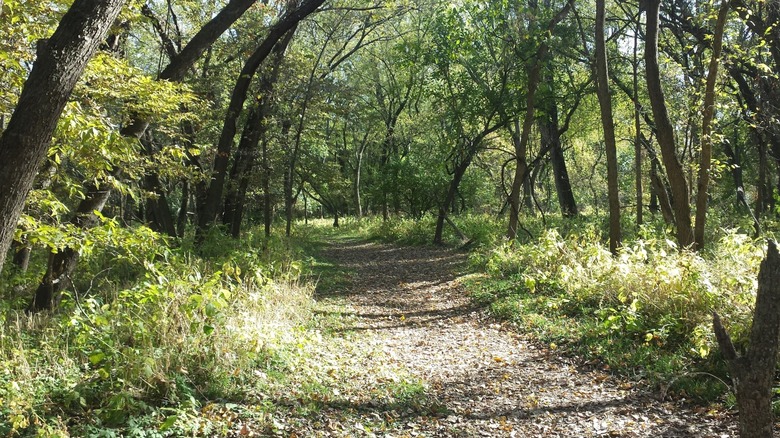 A shady path winds through a forest of walnut trees at Walnut Woods State Park.