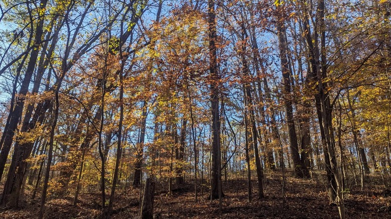 Trees in ﻿﻿T.O. Fuller State Park