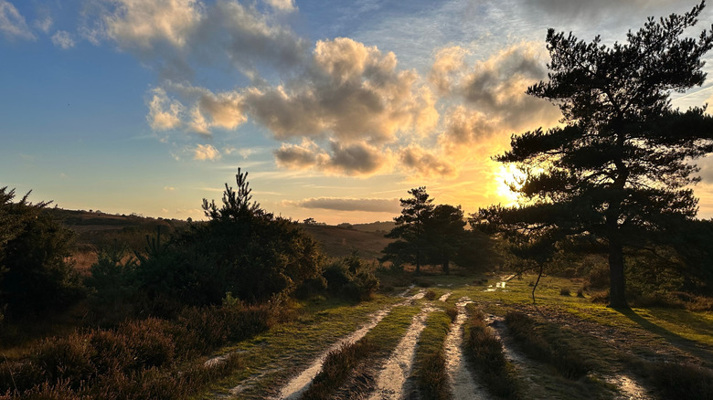 Sunlit tracks across the heath in Ashdown Forest, Uckfield, England