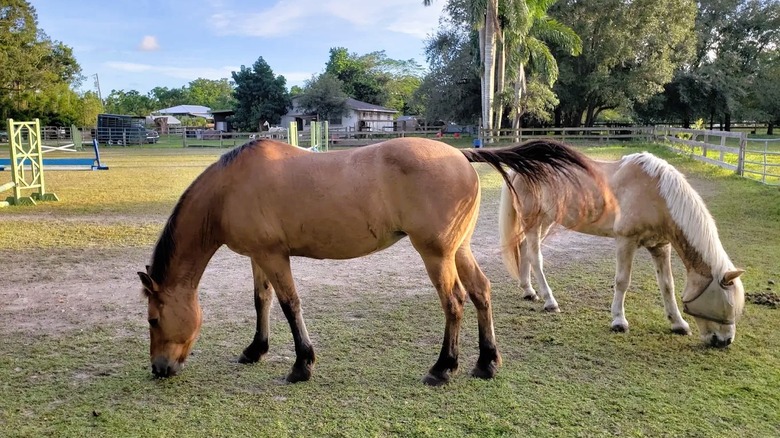 Two horses grazing in an equestrian ring at a park in Southwest Ranches, Florida