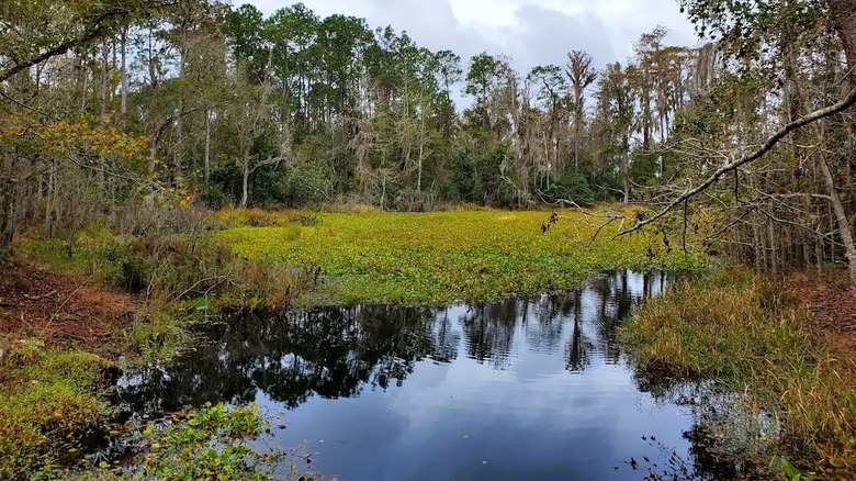 A coffee-colored swamp is surrounded by overgrown vegetation and greenery at Little Orange Creek Preserve in Florida