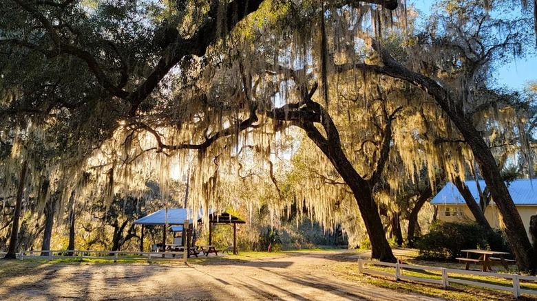 Large oaks dripping with Spanish Moss hang over a dirt path that leads to a picnic area and a nature center at Little Orange Creek Preserve in Florida