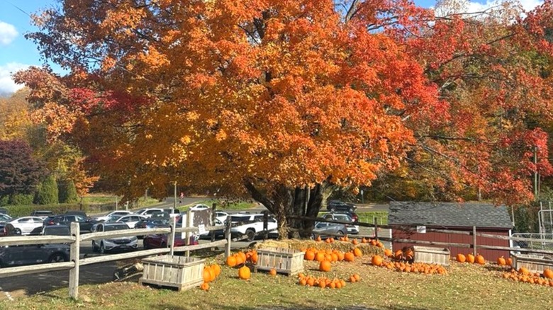 Apples, pumpkins, and more are on offer at Rogers Orchards in Southington, Connecticut