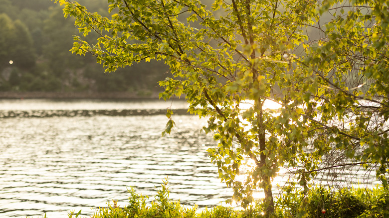A small tree in fall colors on the shore of a lake near Southington, Connecticut