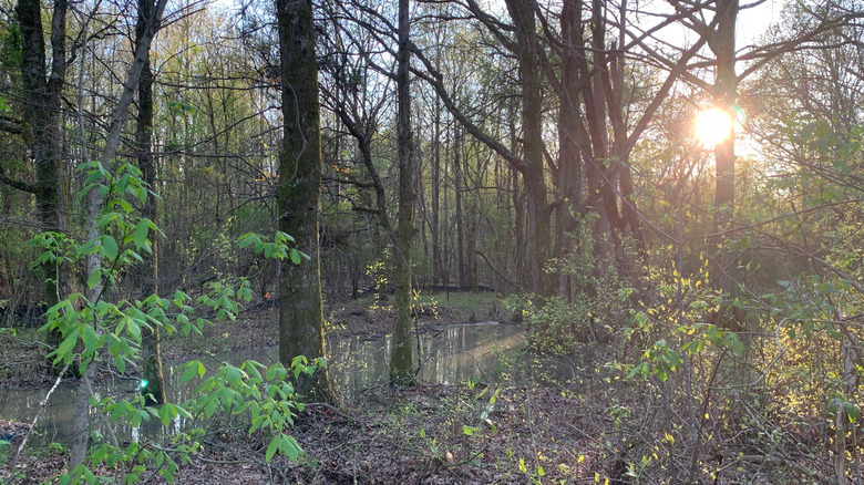 Forested landscape in Shelbyville, Indiana