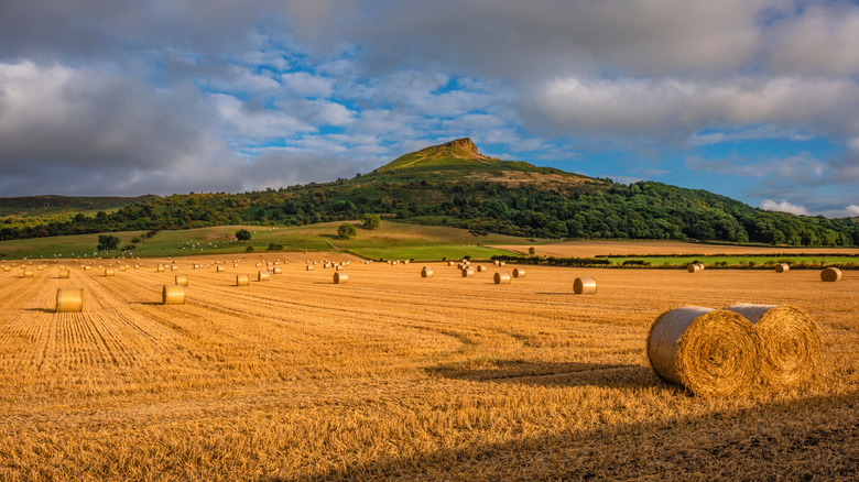 Bales of hay on a golden field with Roseberry Topping in the background near Guisborough, England
