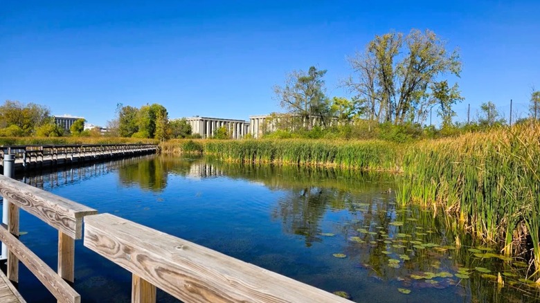 A wooden boardwalk winds over a lake with a grassy shoreline at Westwood Hills Nature Center near Minneapolis, Minnesota.