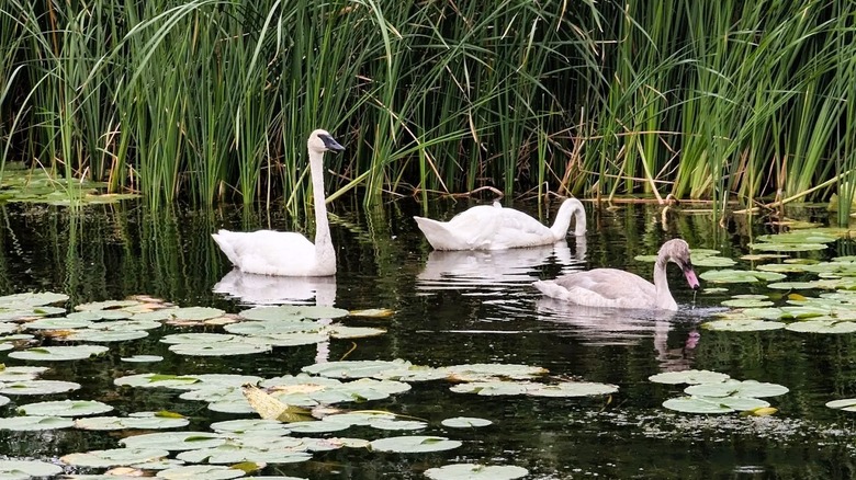 Three Trumpeter swans swimming in a lily-pad covered lake at Westwood Hills Nature Center near Minneapolis, Minnesota.