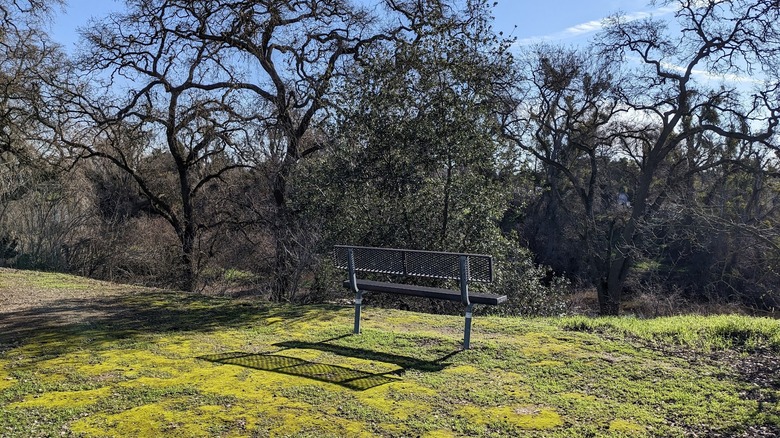 Bench surrounded by greenery in Jacob Myers ﻿Park in Riverbank, California