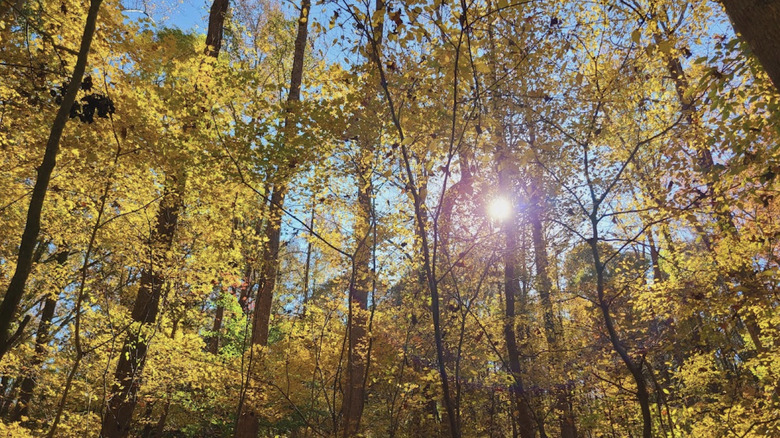 autumn foliage at Hemlock Bluffs Nature Preserve in North Carolina