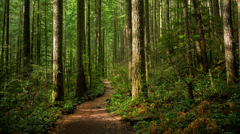 A path winding through thick forests at Hemlock Bluffs Nature Preserve, North Carolina