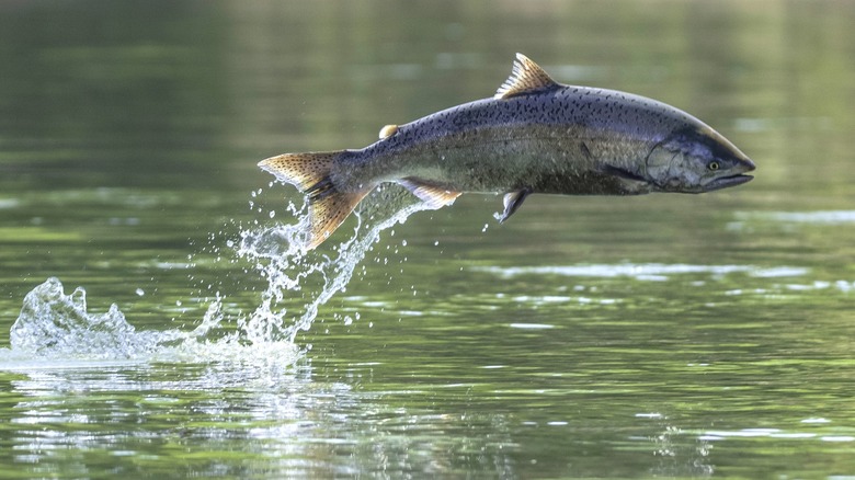 Chinook salmon jumping in the Sacramento River