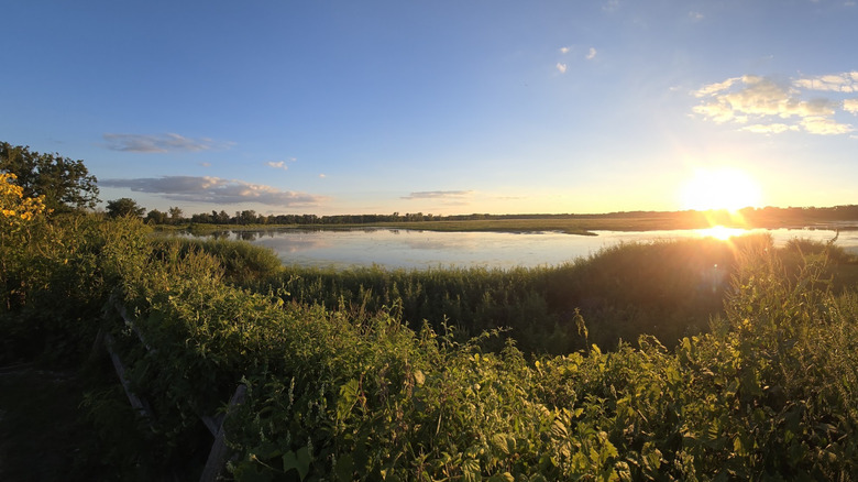 the wetlands and wildflowers of the Carl and Myrna Nygren Wetlands Preserve during sunset