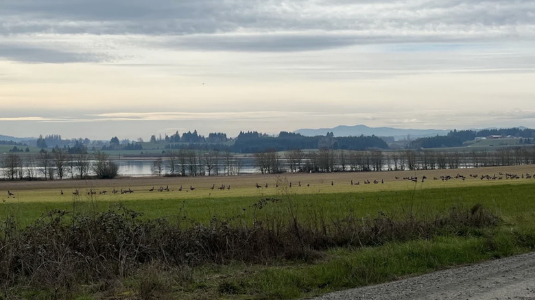 A view of grass, water, and birds at Baskett Slough National Wildlife Refuge.