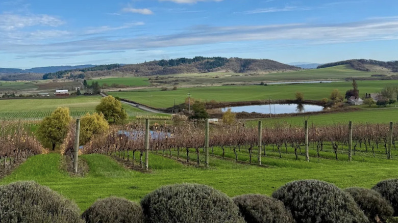 Van Duzer Vineyards' landscape featuring a lake and hills in the distance