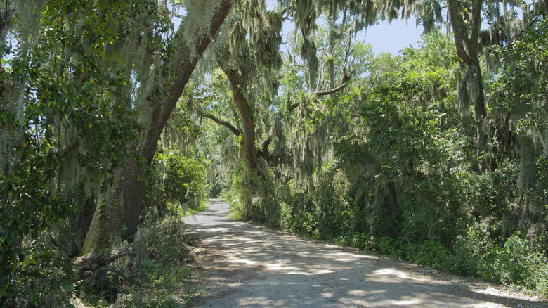 Dirt trail through the Savannah National Wildlife Refuge