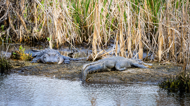 Alligators in Savannah National Wildlife Refuge
