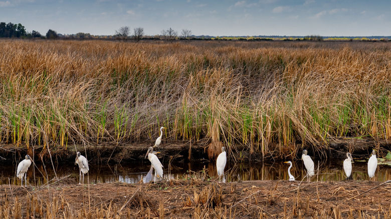 Storks and egrets at Savannah National Wildlife Refuge
