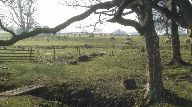 A wooden plank crossing a small stream on a sheep pasture  in Forge Dam Park, with a large bare tree in the foreground