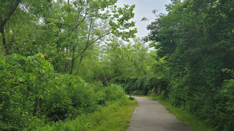 A bench along a tree-lined trail in St. Ellen Park in O'Fallon, St. Clair County, Illinois