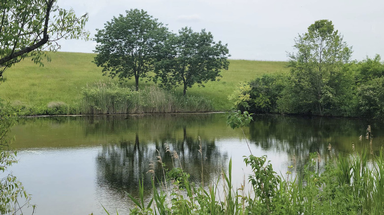A pond surrounded by trees and greenery at St. Ellen Park in O'Fallon, St. Clair County, Illinois