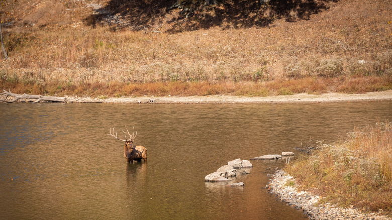Elk in the water at Lone Elk Park