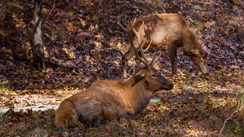 Elk resting in the shade at Lone Elk Park