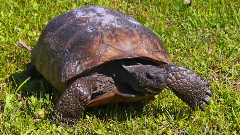 A gopher tortoise walking on grass
