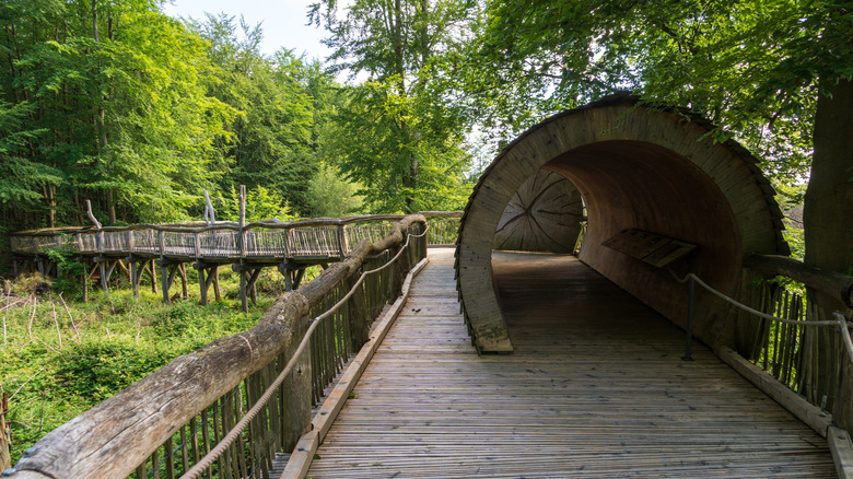 A wooden tunnel on an elevated boardwalk surrounded by trees in Eifel National Park, Germany