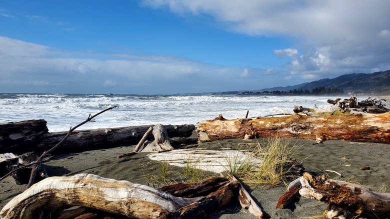 Driftwood on Pelican State Beach
