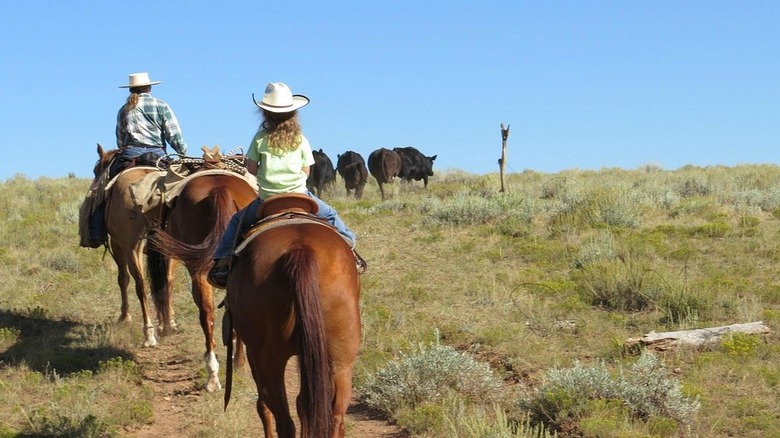 Two people horseback riding in Montana, on a cattle drive at Dryhead Ranch.