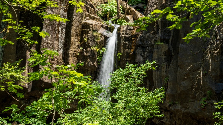 The stream of the Hedge Creek Falls amid the forests