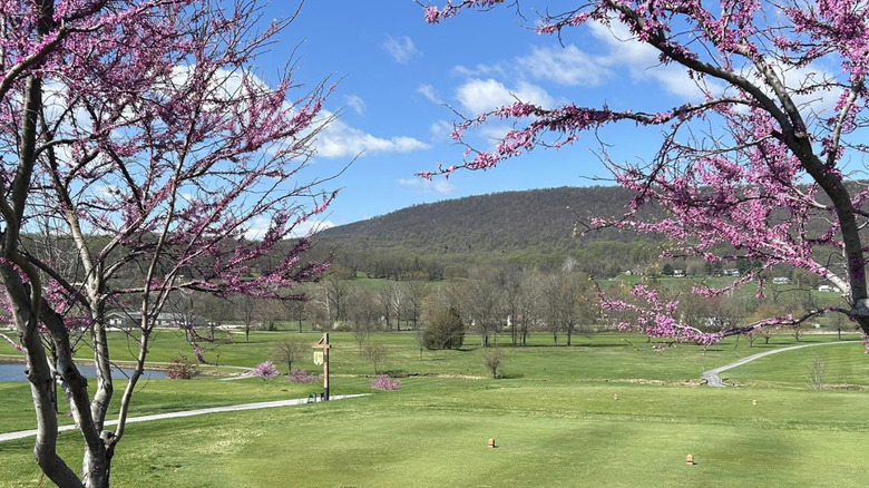 golf course and mountain views between blooming trees