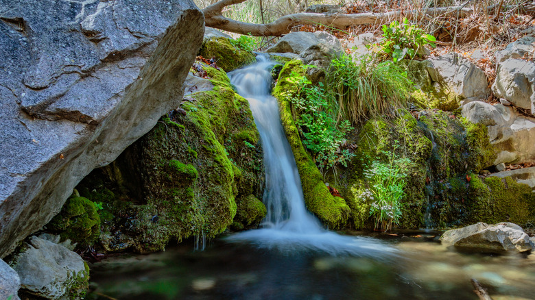 A waterfall tumbling down mossy rocks in Arizona's Ramsey Canyon in the Huachuca Mountain Range