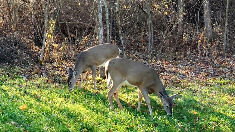 Two deer looking for food in the grass at Hills Creek State Park, Pennsylvania