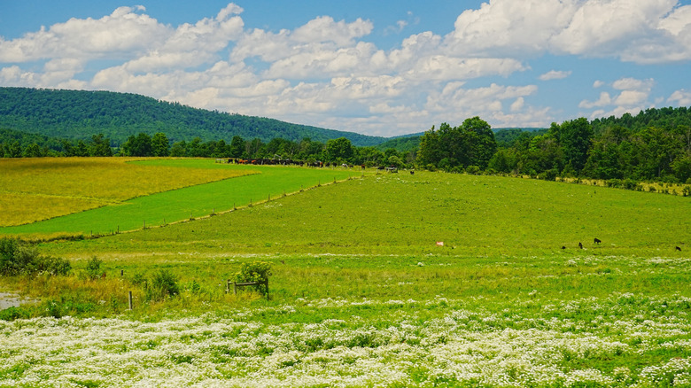 Open verdant fields at Hills Creek State Park, Pennsylvania, with animals in the distance