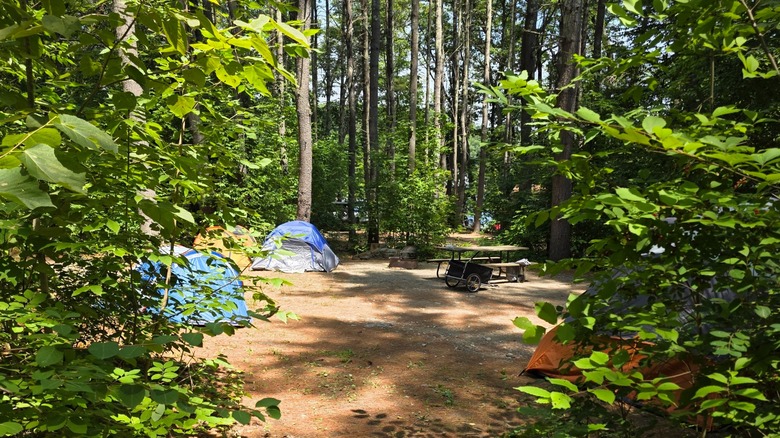 Tents pitched at a wooded campsite with a picnic table at Bomoseen State Park, Vermont