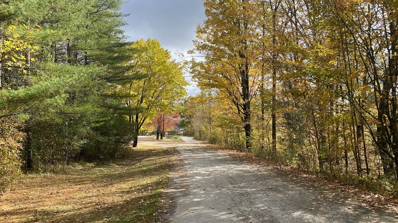 Path lined with trees with fall foliage at Bomoseen State Park, Vermont